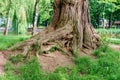 Ancient big root in the park. Wide trunk of a large tree, intertwined roots. Green bright grass near the old tree Royalty Free Stock Photo
