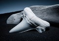 Ancient bleached white fossilized shark tooth with serrated edges Royalty Free Stock Photo