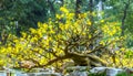 Ancient bonsai tree yellow apricot blooming in spring weather