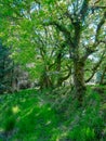 An ancient boundary bank at Cooksworthy Forest, Cornwall England