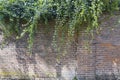 ancient brick wall with green ivy leaves. Shadows and ivy leaves on the brick wall. natural outdoor background Royalty Free Stock Photo