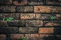 Ancient brick wall with little plants