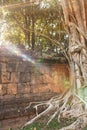 Ancient brick wall and old banyan tree at sunrise