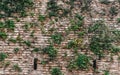 Ancient Brick Wall in Rome with Trees, Greenery Growing Through Weathered Stone Royalty Free Stock Photo