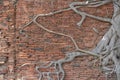 Ancient brick wall, ruins with growing banyan tree roots Royalty Free Stock Photo