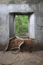 Ancient brick window with nature and old concrete stone wall surrounding with tree roots outside view in historical temple