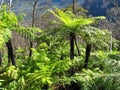 Ancient bright green tree fern growing in rainforest