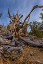 Ancient Bristle Cone Pinte Great Basin