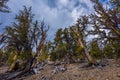 Ancient Bristle Cone Pinte Great Basin