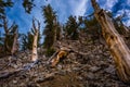 Ancient Bristle Cone Pinte Great Basin