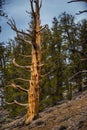 Ancient Bristle Cone Pinte Great Basin