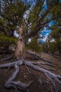 Ancient Bristle Cone Pinte Great Basin