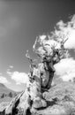 Ancient Bristlecone Pine 2