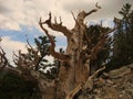 Ancient Bristlecone Pine