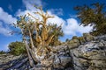 Ancient bristlecone pine in California's White Mountains Royalty Free Stock Photo