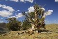 Ancient bristlecone pine in eastern California