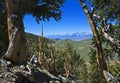 Ancient Bristlecone Pine Forest Royalty Free Stock Photo