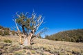 Ancient Bristlecone Pine Forest in California Royalty Free Stock Photo