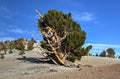 Ancient Bristlecone Pine Forest Royalty Free Stock Photo