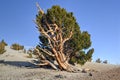 Ancient Bristlecone Pine Forest