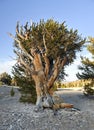 Ancient Bristlecone Pine Forest Royalty Free Stock Photo