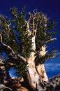 Ancient bristlecone pine, gnarled and twisted by the timberline winds, Great Basin National Park, Nevada