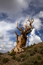 Ancient Bristlecone Pine and Stormy Sky