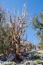 Ancient Bristlecone Pine Tree in California Royalty Free Stock Photo