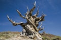 Ancient Bristlecone Pine Tree, California Royalty Free Stock Photo