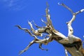 Ancient Bristlecone Pine Tree, California Royalty Free Stock Photo