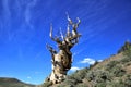 Ancient Bristlecone Pine Tree, California Royalty Free Stock Photo