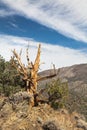 Ancient Bristlecone Pine Tree