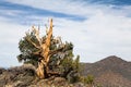 Ancient Bristlecone Pine Tree