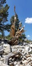 Gnarled Ancient Bristlecone Pine Tree with Blue Sky in Nevada Mountains