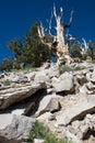 Ancient Bristlecone Pine Tree Forest in California Royalty Free Stock Photo