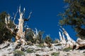 Ancient Bristlecone Pine Tree Forest in Inyo National Forest. Wide angle view Royalty Free Stock Photo