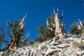 Ancient Bristlecone Pine Tree - these old trees have twisted and