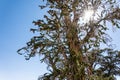 Ancient Bristlecone Pine Tree - with sunburst on sunny day