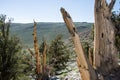 Ancient Bristlecone Pine Tree in California Royalty Free Stock Photo