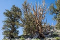 Ancient Bristlecone Pine Tree in California Royalty Free Stock Photo