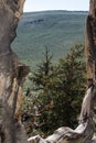 Ancient Bristlecone Pine Tree view of the White Mountains in California Royalty Free Stock Photo