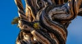 Ancient bristlecone pine tree with twisted bark and clear blue s Royalty Free Stock Photo