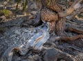 Contorted truck of bristlecone pine tree Royalty Free Stock Photo