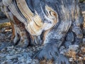 Contorted truck of bristlecone pine tree Royalty Free Stock Photo