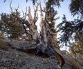 Contorted truck of bristlecone pine tree Royalty Free Stock Photo