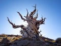 Contorted truck of bristlecone pine tree Royalty Free Stock Photo