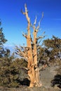 Ancient Bristlecone Pine, White Mountains of California Royalty Free Stock Photo