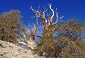 Ancient Bristlecone Pine Royalty Free Stock Photo