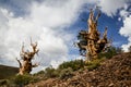 Ancient Bristlecone Pines