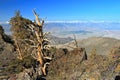 White Mountains Landscape with Bristlecone Pines and Sierra Nevada, California